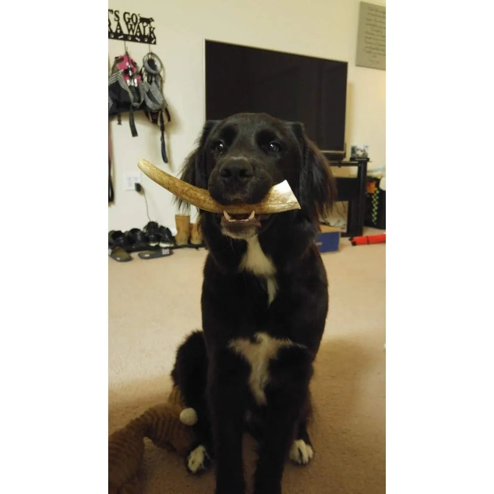 Medium Elk Antler Dog Chew 2 Pack Premium Organic USA Made