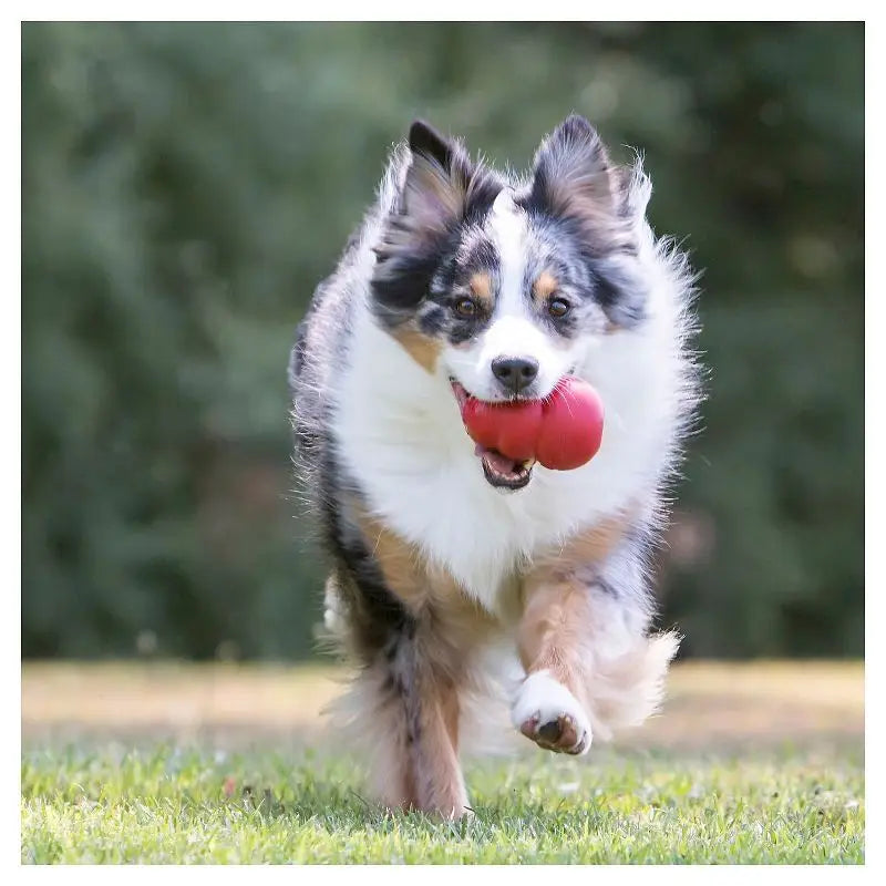 Classic Red Refillable Rubber Dog Toy for Stimulation