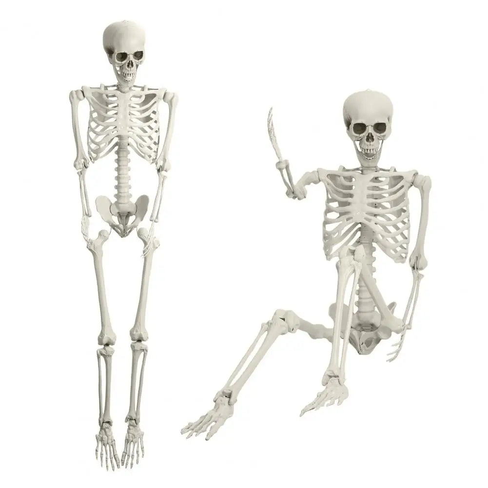 Life Size Plastic Skeleton With Posable Joints Halloween
