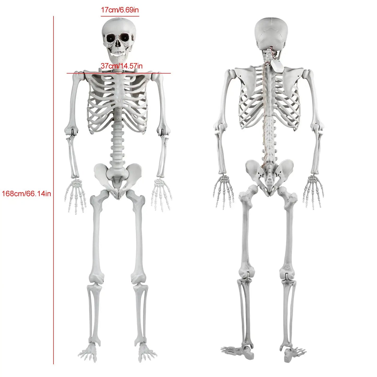 Realistic 165cm Halloween Skeleton Decoration with Movable Joints and Sound Effect for Home Ornament and Photo Display