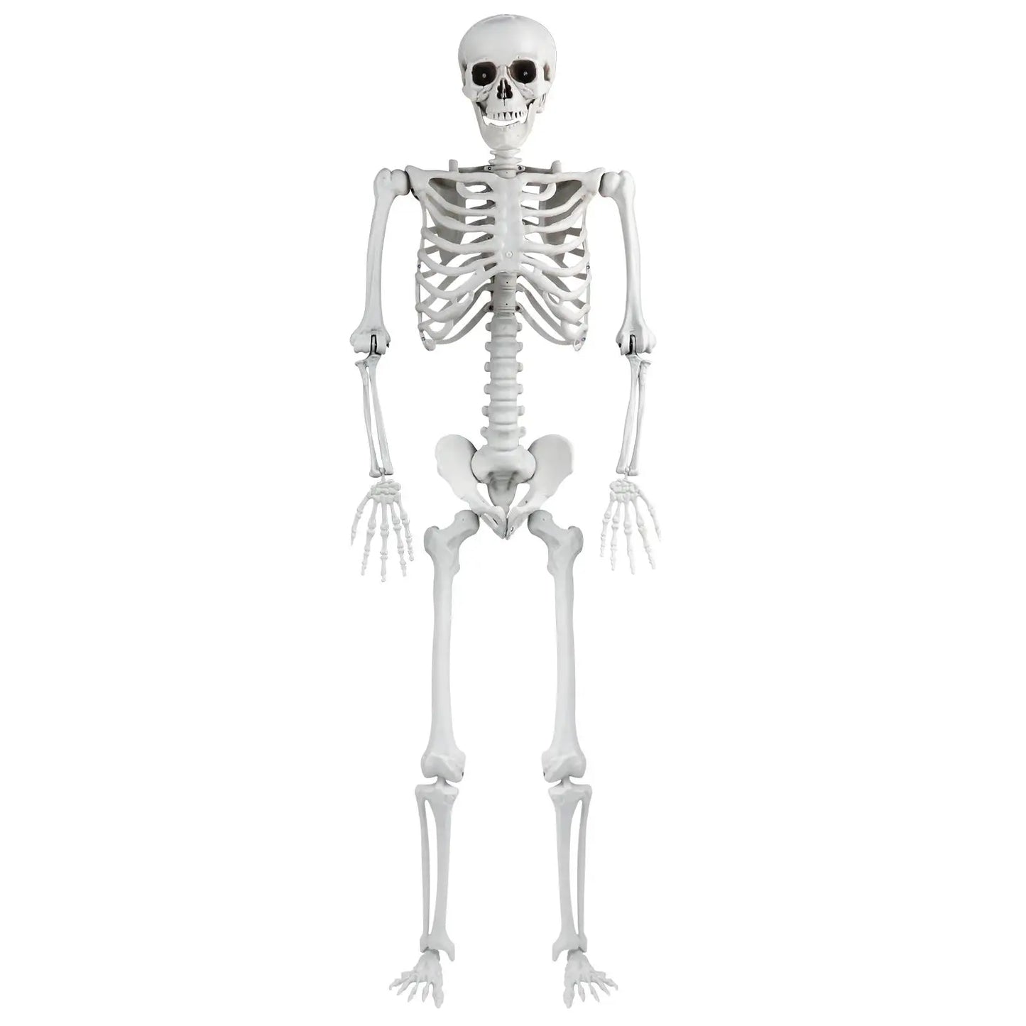 Realistic 165cm Halloween Skeleton Decoration with Movable Joints and Sound Effect for Home Ornament and Photo Display