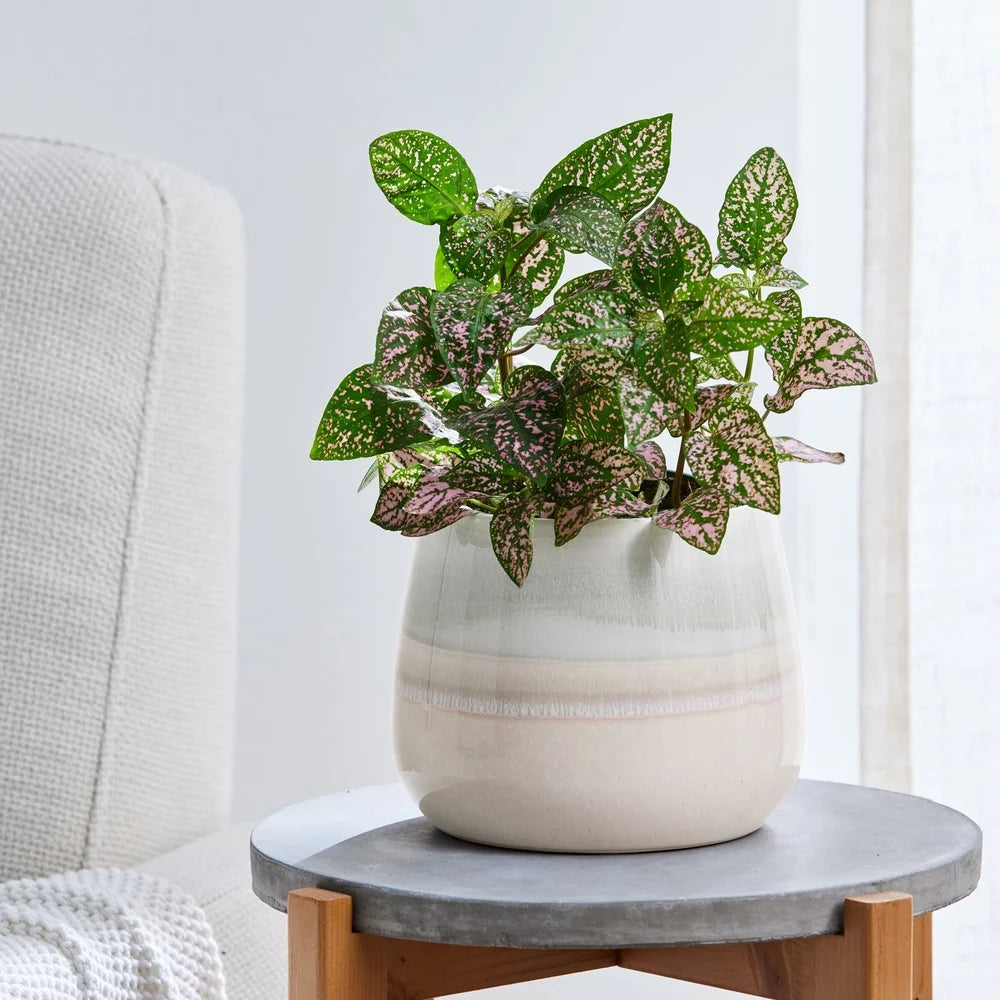 Ceramic Planter With Drainage Holes 10 Inch For Indoor Outdoor Plants