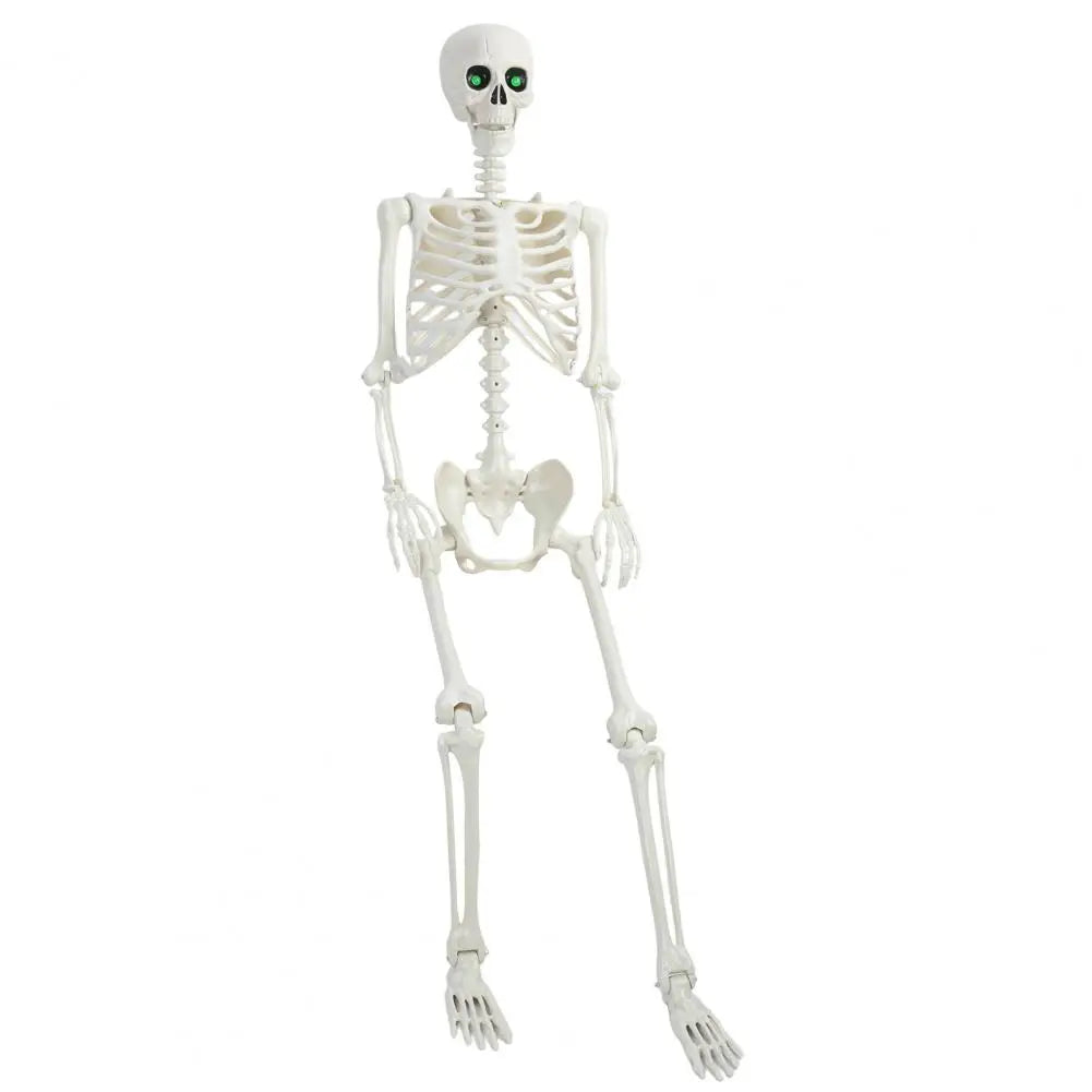 Five Point Four Feet Life Size Light Up Skeleton With Joints