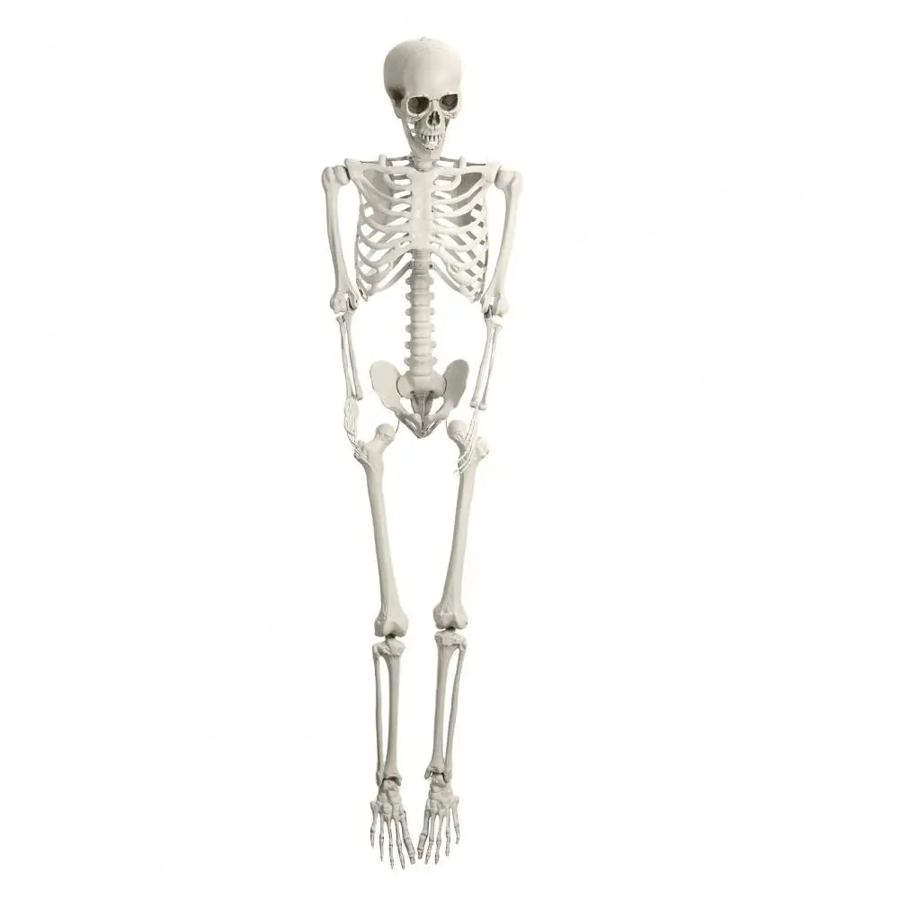 Poseable Skeleton Prop Life Size Decoration for Halloween