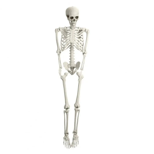 Poseable Skeleton Prop Life Size Decoration for Halloween