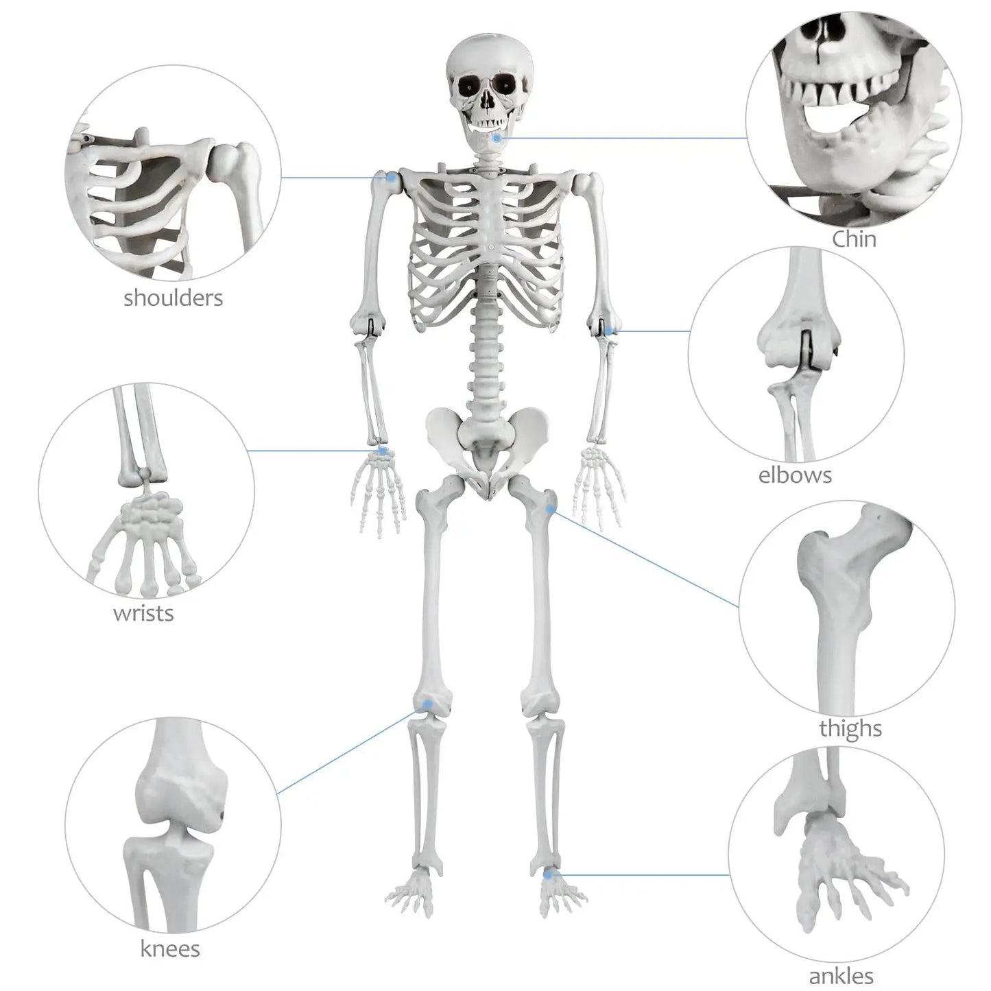 Realistic 165cm Halloween Skeleton Decoration with Movable Joints and Sound Effect for Home Ornament and Photo Display