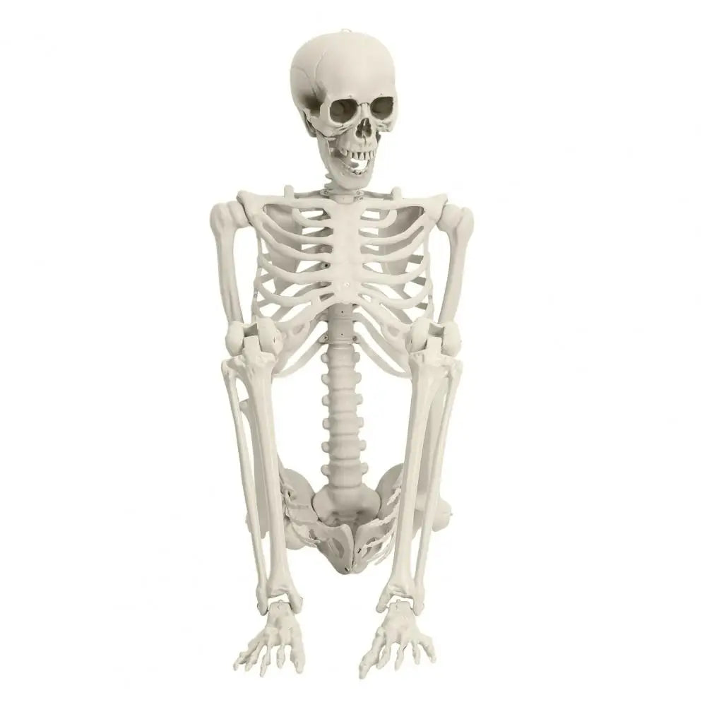 Poseable Skeleton Prop Life Size Decoration for Halloween