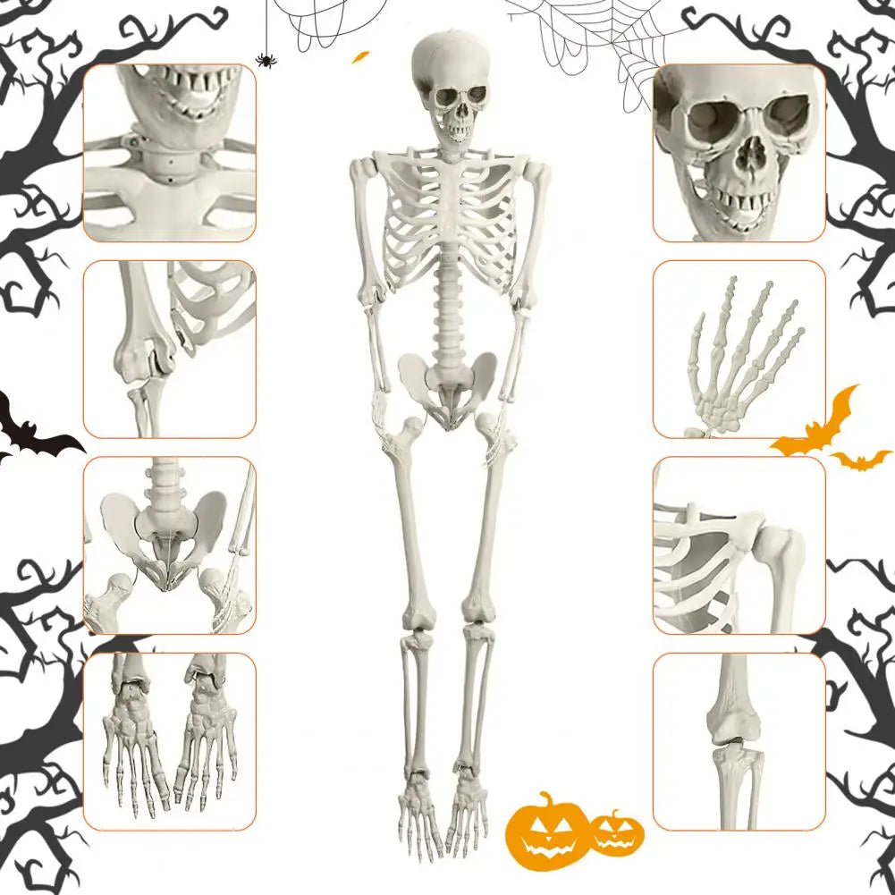 Poseable Skeleton Prop Life Size Decoration for Halloween