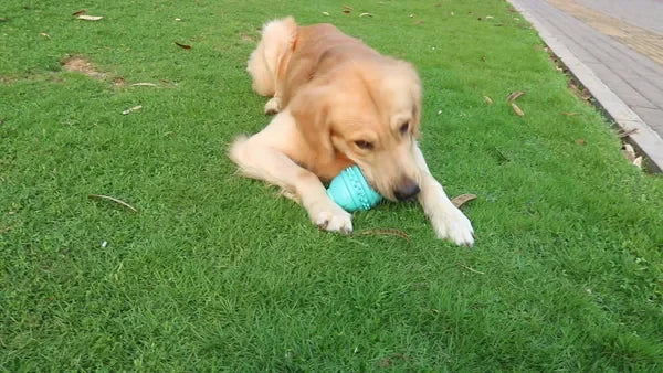 Round Jar Bottle Dog Chew Toy Safe Durable for Puppies and Aggressive Chewers