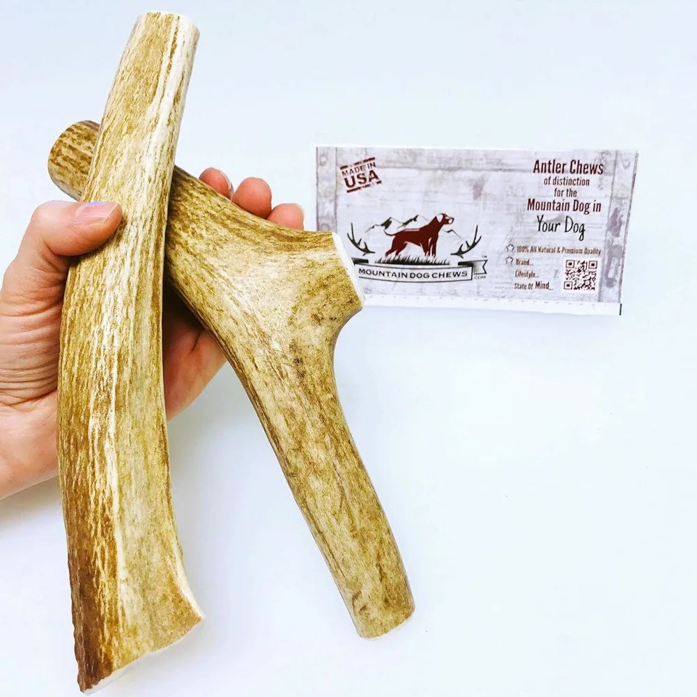 Medium Elk Antler Dog Chew 2 Pack Premium Organic USA Made