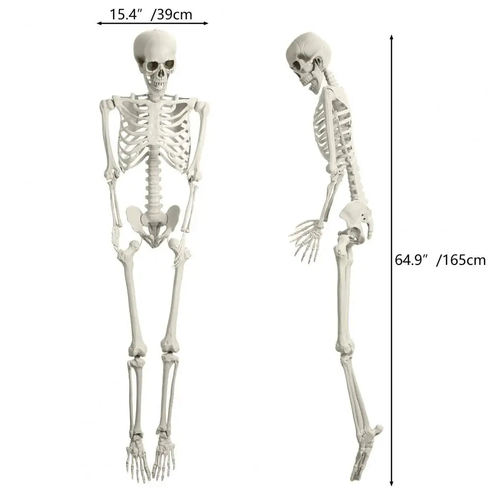 5.4Ft Poseable Skeleton Movable Joints Life Size Halloween
