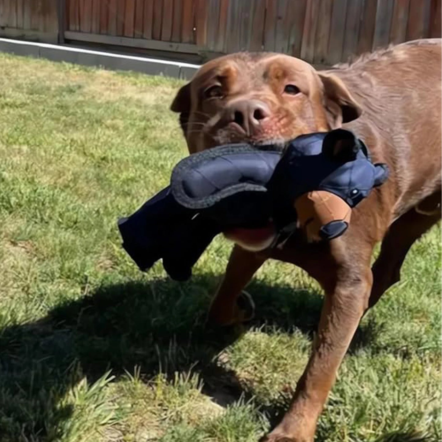 Squeaky Plush Bear Dog Toy Unbreakable Teddy Chew Toy