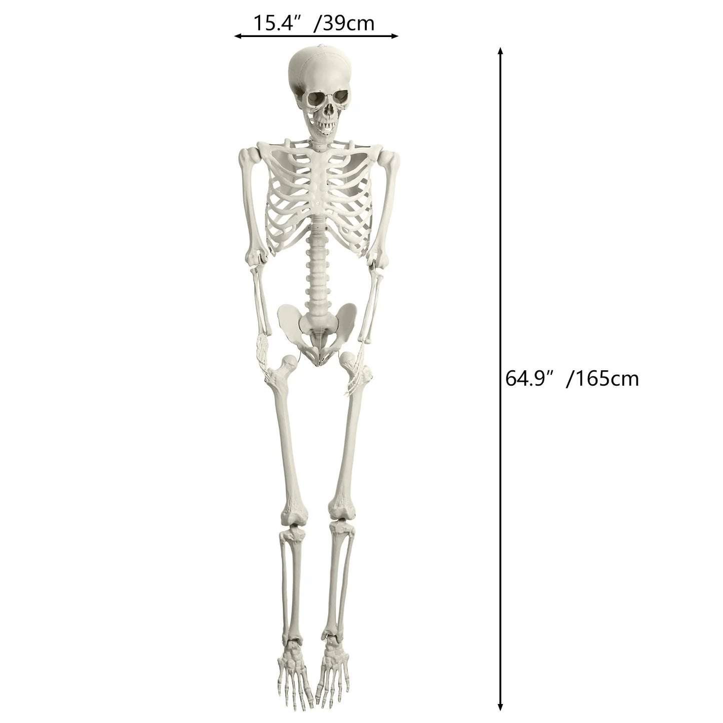 5.4Ft Life Size Light Up Skeleton With Movable Joints