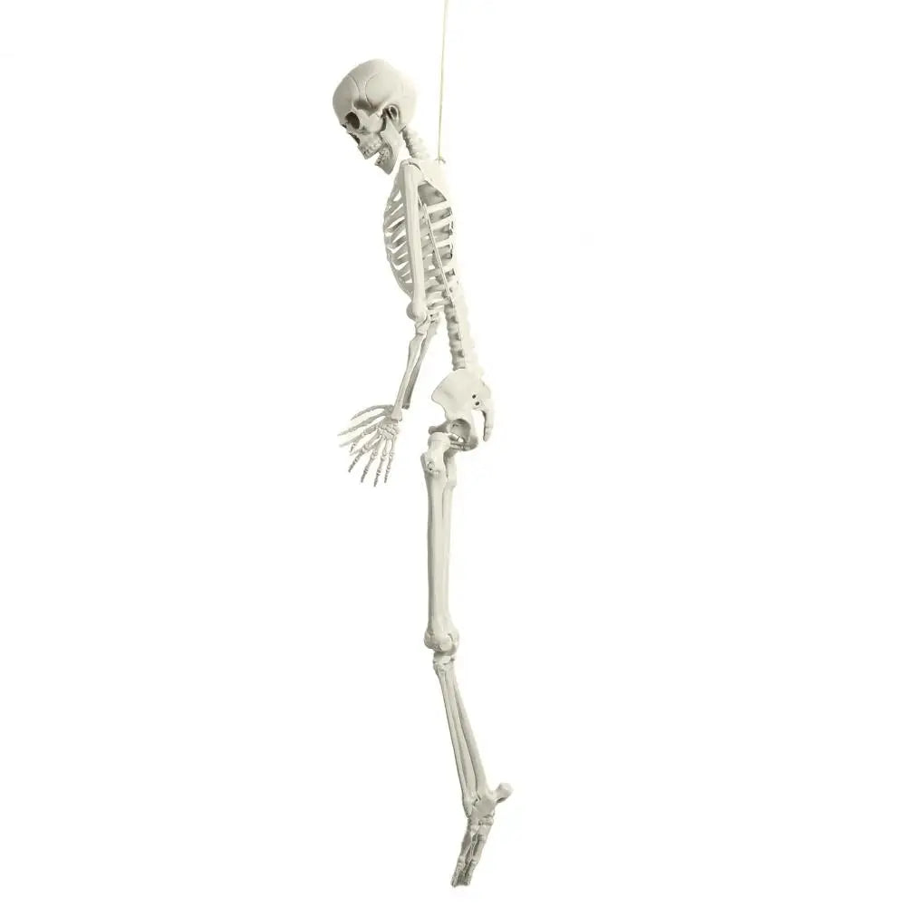 Poseable Skeleton Prop Life Size Decoration for Halloween