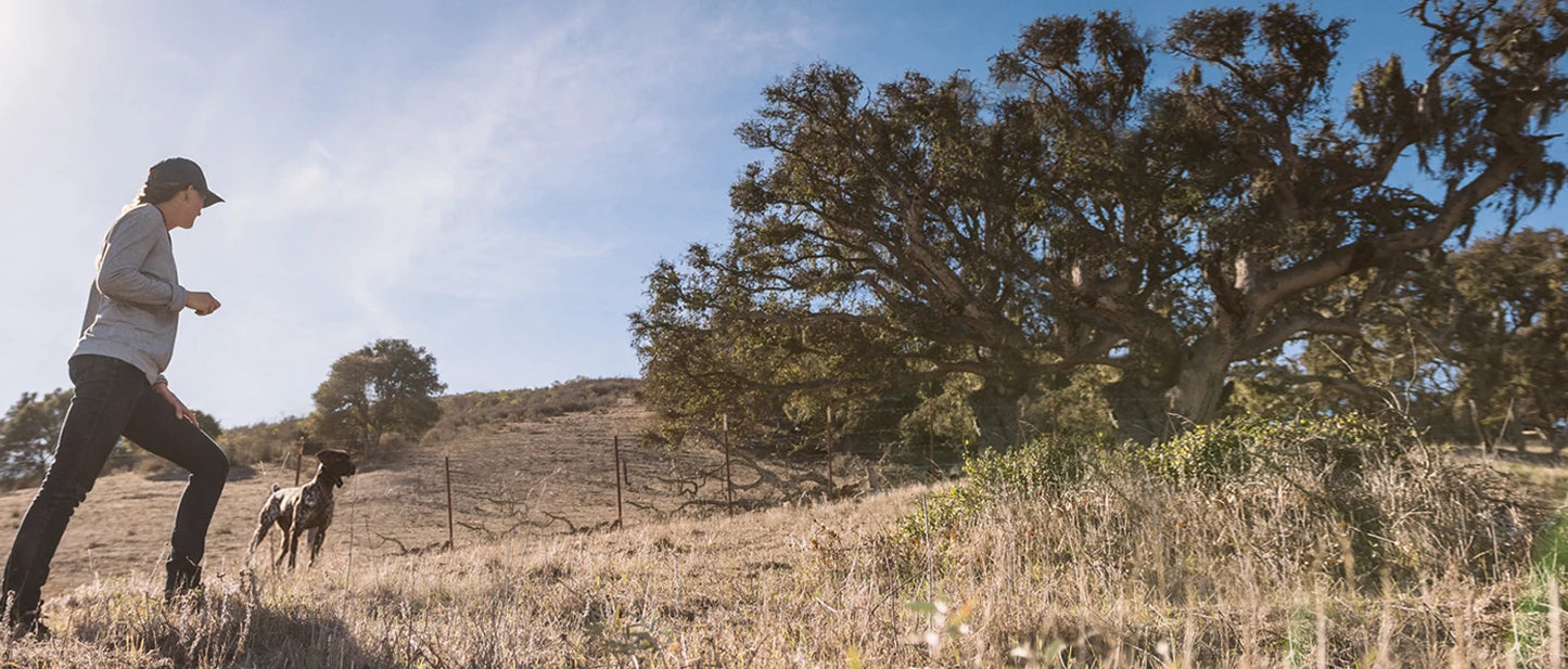 Handsfree Remote Dog Training E Collar Range Three Quarters Mile Waterproof