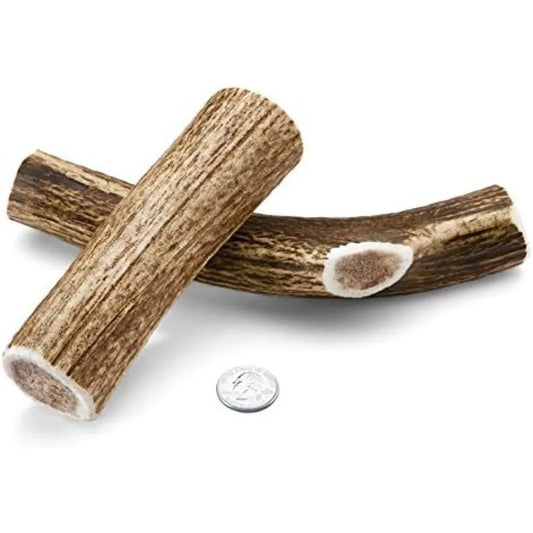 Medium Elk Antler Dog Chew 2 Pack Premium Organic USA Made