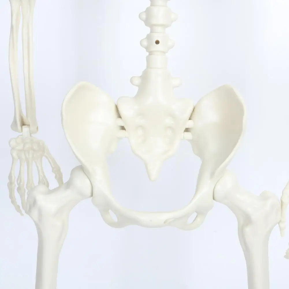 Five Point Four Feet Life Size Light Up Skeleton With Joints