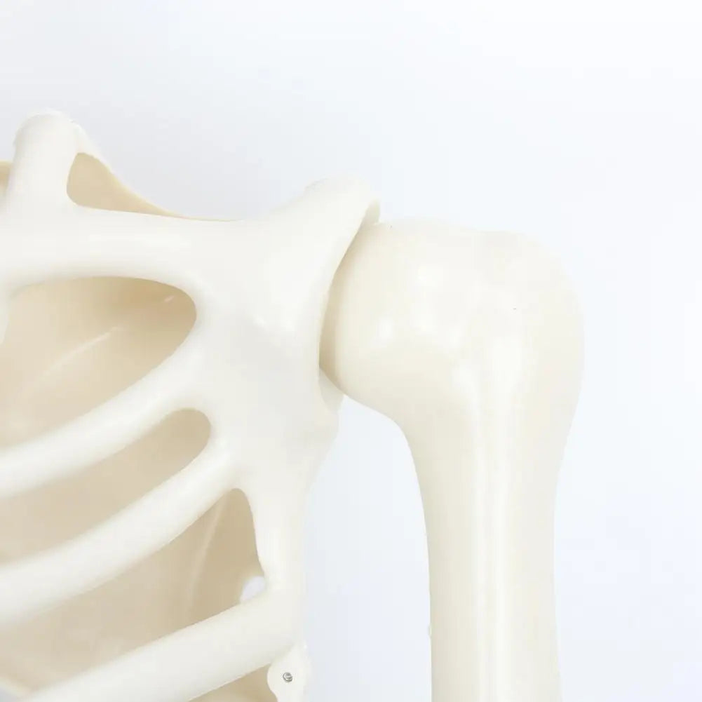 Five Point Four Feet Life Size Light Up Skeleton With Joints