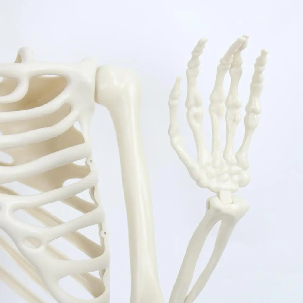 Five Point Four Feet Life Size Light Up Skeleton With Joints