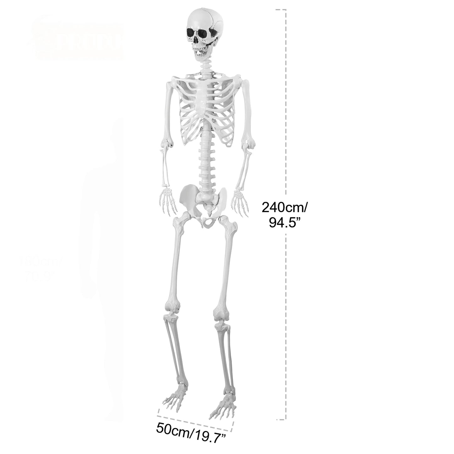 5.4Ft Life Size Light Up Skeleton With Movable Joints