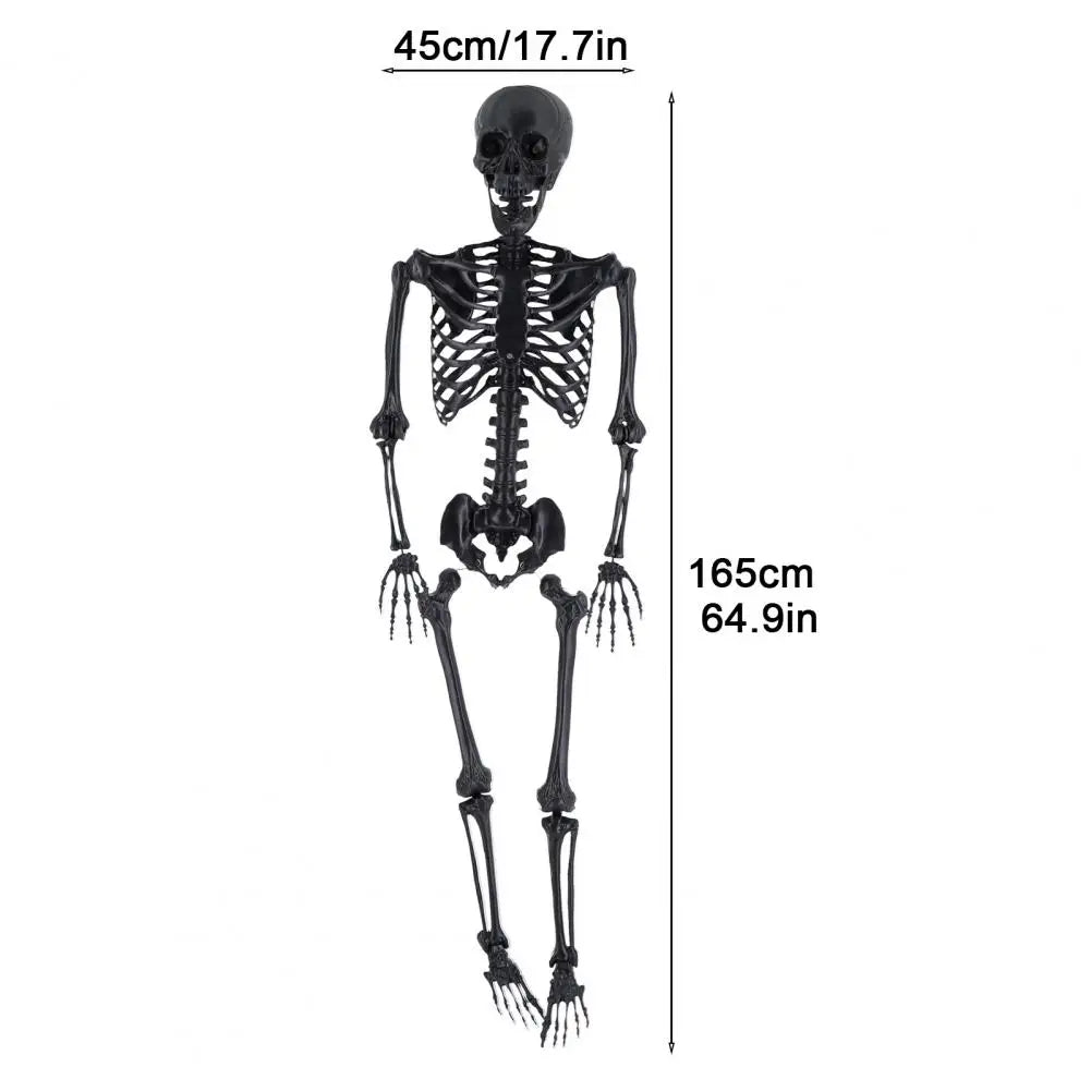 Flexible Jointed 170cm Skeleton for Halloween Parties