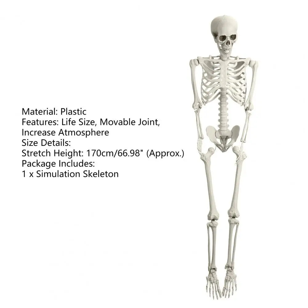 Poseable Skeleton Prop Life Size Decoration for Halloween