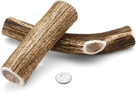 Medium Elk Antler Dog Chew 2 Pack Premium Organic USA Made