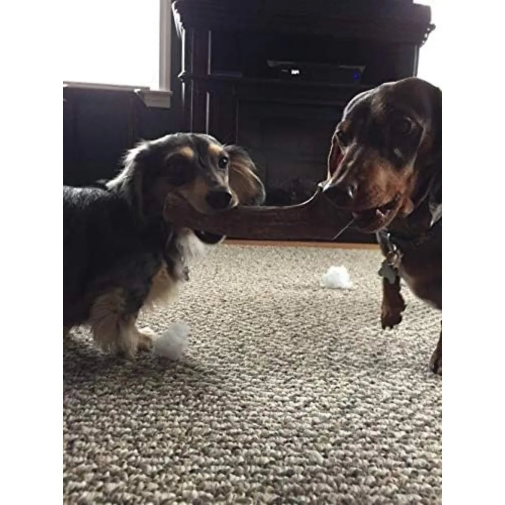 Medium Elk Antler Dog Chew 2 Pack Premium Organic USA Made