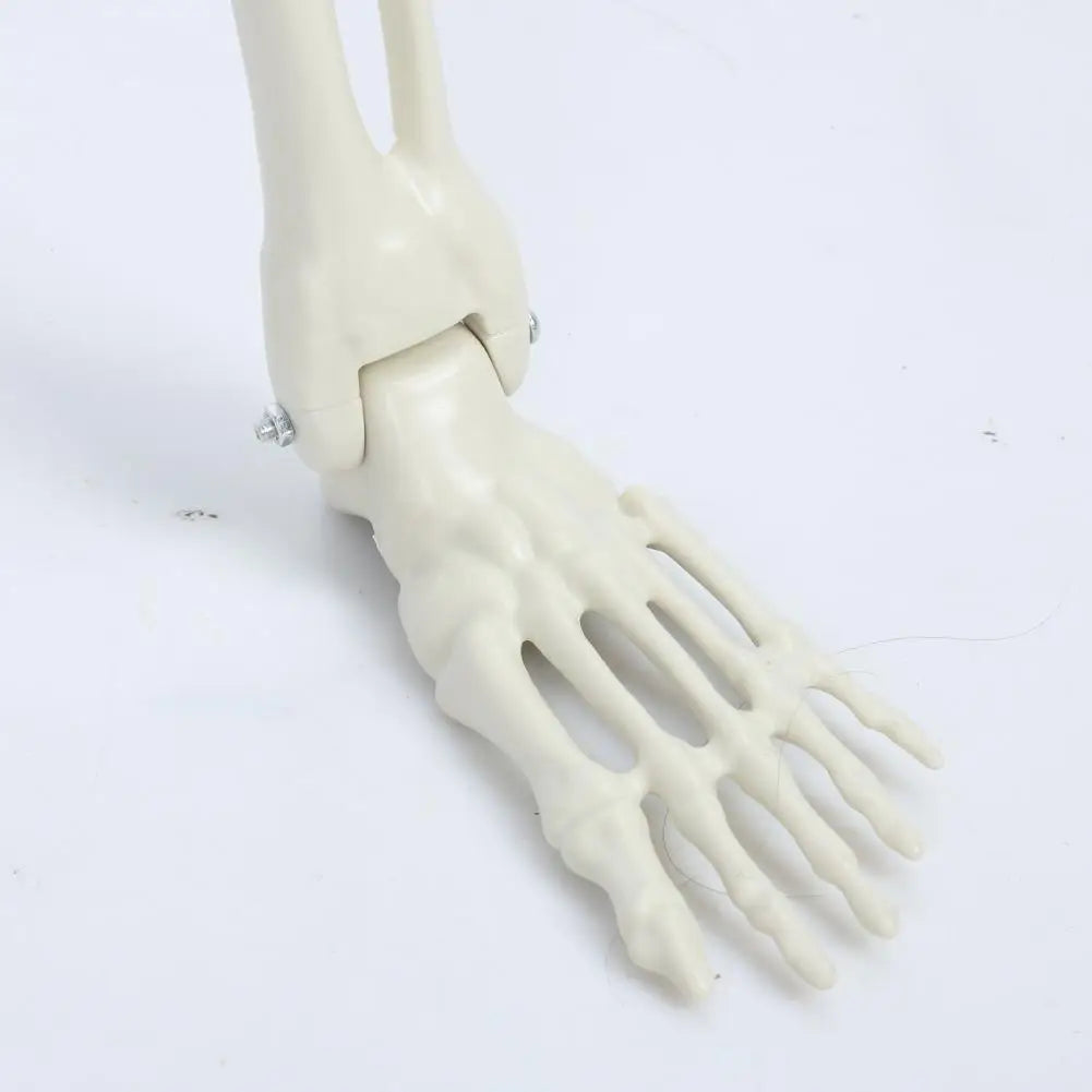 Five Point Four Feet Life Size Light Up Skeleton With Joints