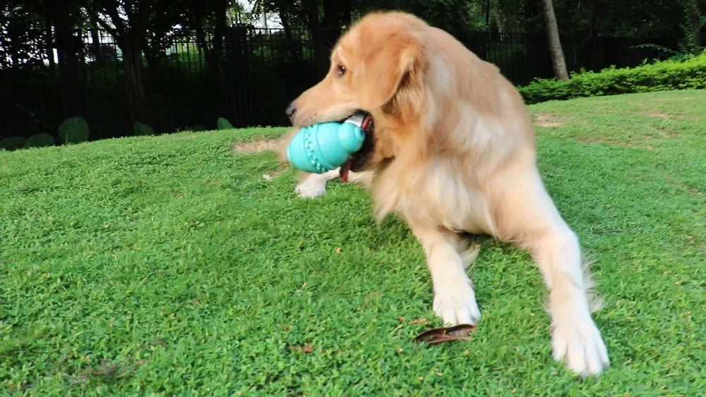 Round Jar Bottle Dog Chew Toy Safe Durable for Puppies and Aggressive Chewers