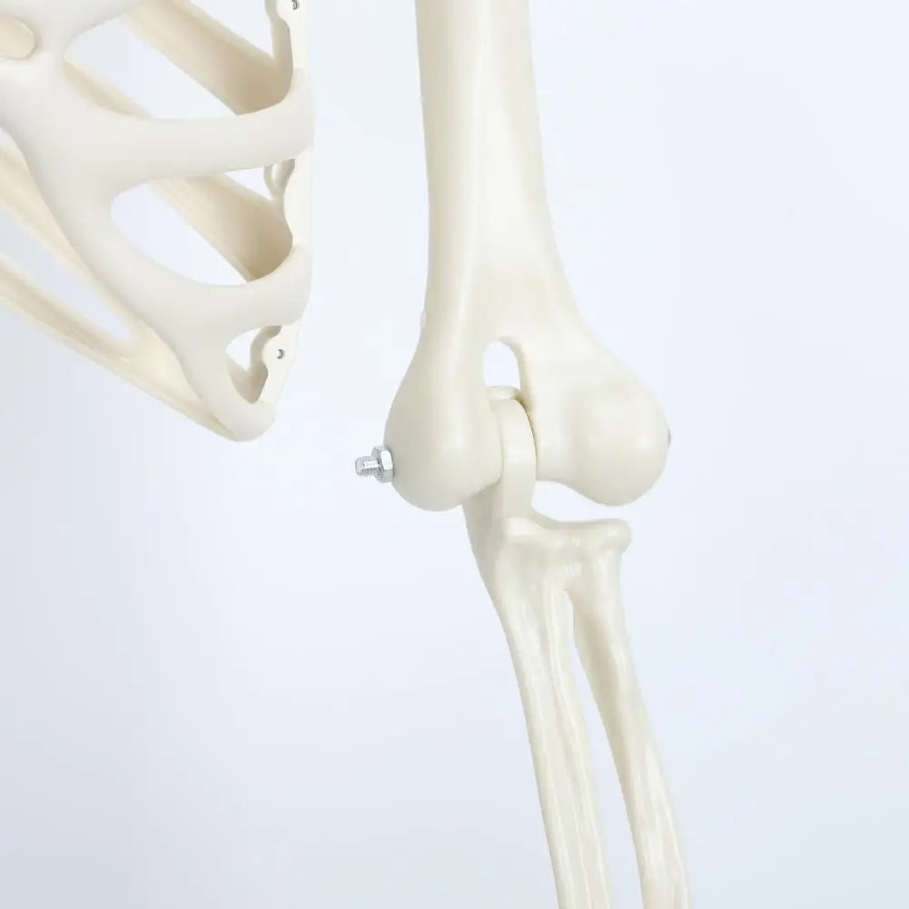 Five Point Four Feet Life Size Light Up Skeleton With Joints