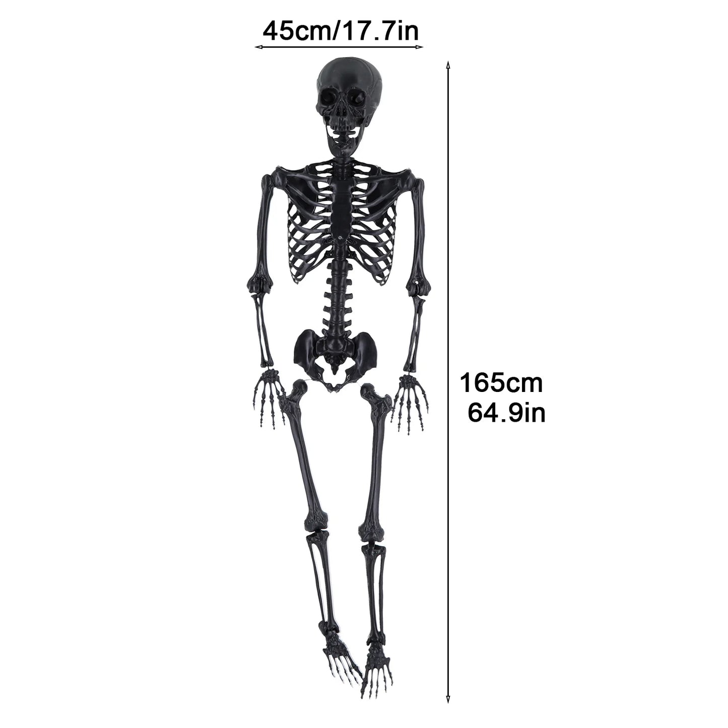 Five Point Four Feet Life Size Light Up Skeleton With Joints