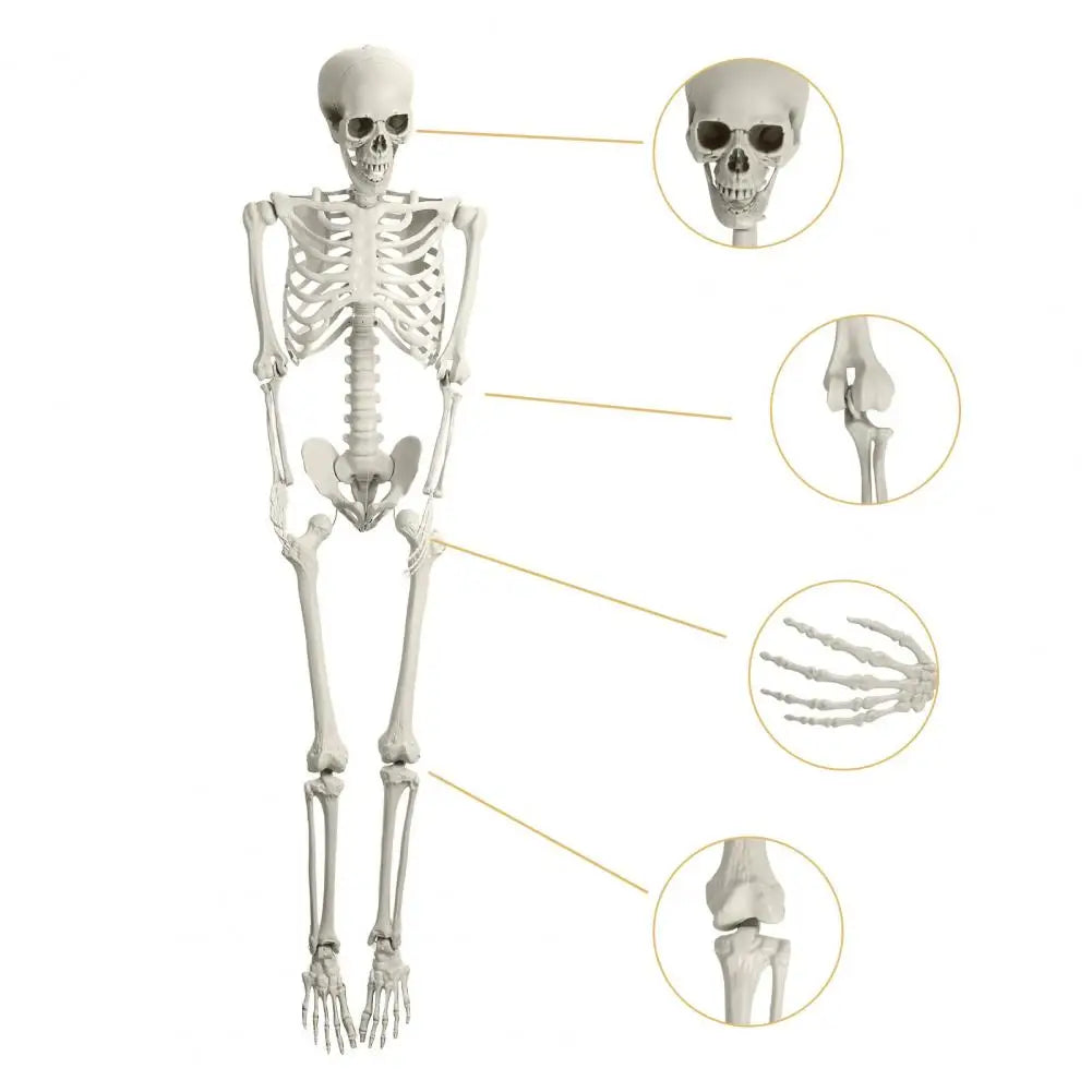 5.4Ft Poseable Skeleton Movable Joints Life Size Halloween