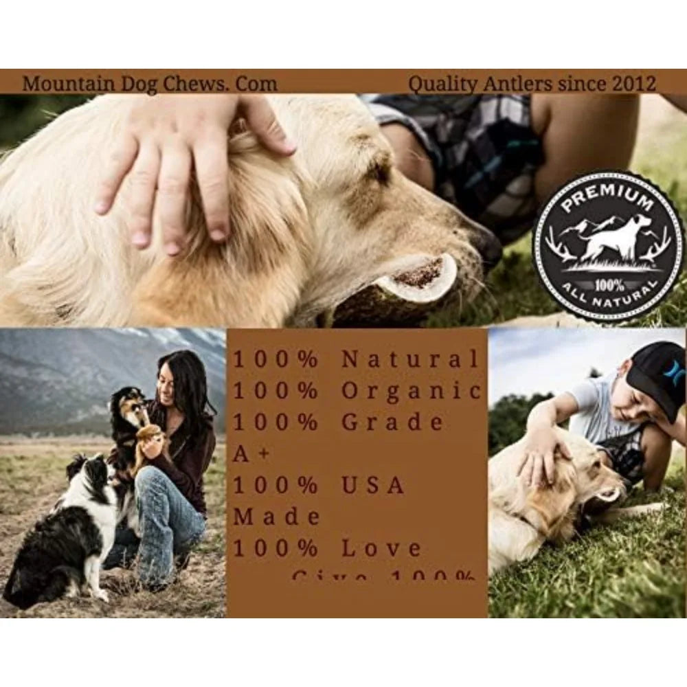Medium Elk Antler Dog Chew 2 Pack Premium Organic USA Made
