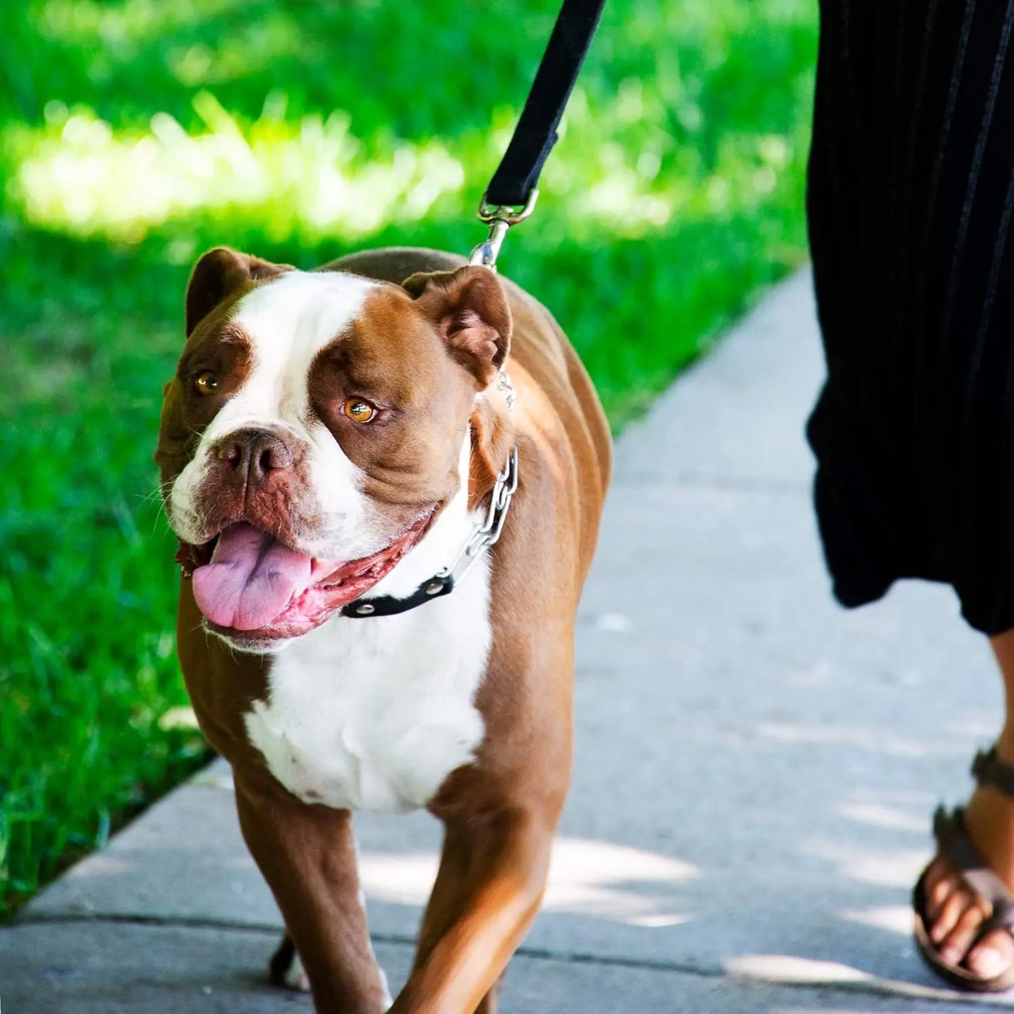 German Made Prong Dog Collar With Quick Release Buckle 4.0mm XL 26-31in