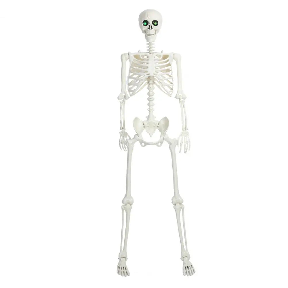 Five Point Four Feet Life Size Light Up Skeleton With Joints
