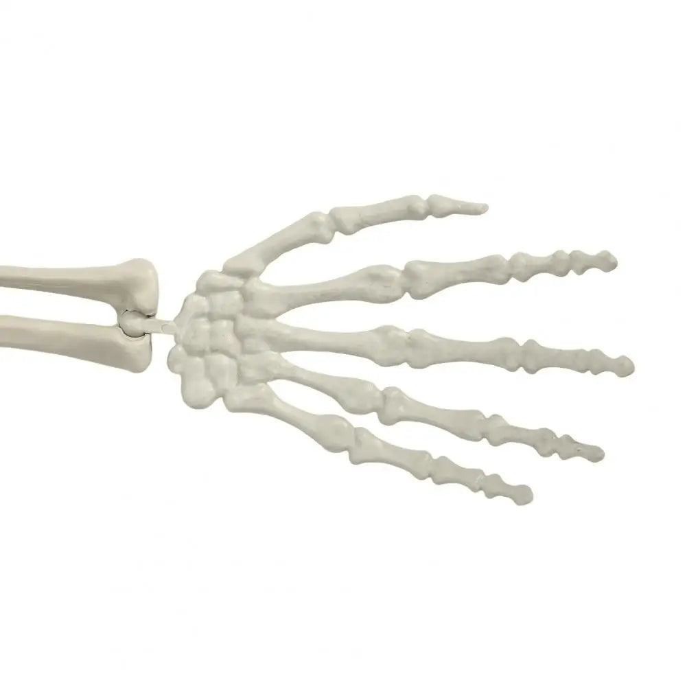 5.4Ft Poseable Skeleton Movable Joints Life Size Halloween